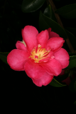 Camellia sasanqua RCP12-08 168.jpg